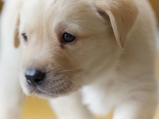 2022030314021131829f69bda2454ea9eca4f3eb723223-4 2022030314021131829f69bda2454ea9eca4f3eb723223-4