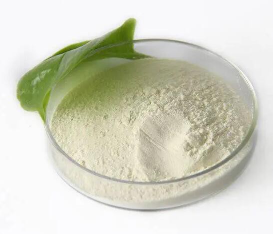 lactobacillus-bulgaricus-probiotic23403654498 Lactobacillus Bulgaricus Probiotic23403654498