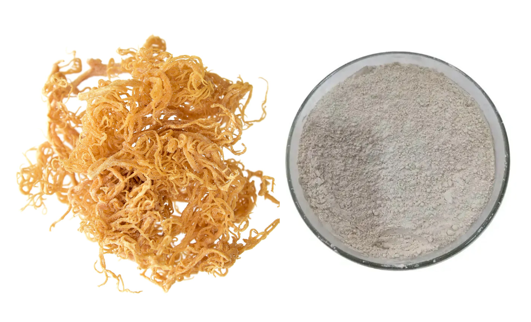 Poudre de mousse de mer en gros