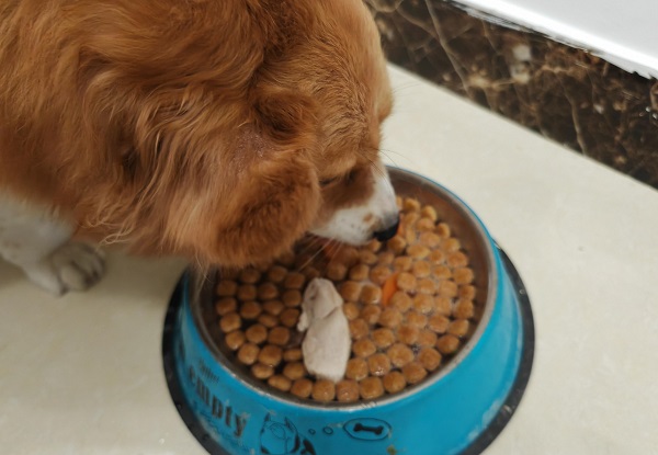 nourriture pour animaux de compagnie