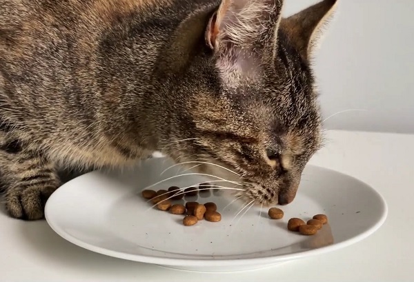 Pourquoi utiliser des ingrédients à base de fructo-oligosaccharides (FOS) dans les aliments pour animaux de compagnie