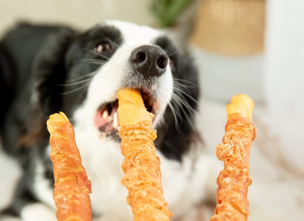 Barres alimentaires pour animaux