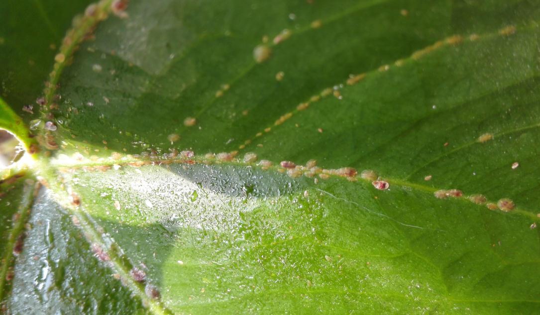 Avantages de la poudre de matrine dans les pratiques agricoles durables La poudre de matrine, extraite de la plante Sophora flavescens , possède plusieurs applications notables en agriculture grâce à ses propriétés bioactives. Voici un aperçu détaillé de ses utilisations : 1. Lutte antiparasitaire Insecticide : La poudre de matrine est utilisée comme insecticide naturel. Elle est efficace contre de nombreux ravageurs agricoles, notamment les pucerons, les acariens et autres insectes. La matrine agit sur le système nerveux des insectes, provoquant leur paralysie et leur mort, ce qui contribue à la réduction des populations de ravageurs. Répulsif : Outre son action insecticide, la matrine peut également agir comme répulsif, dissuadant les ravageurs d’attaquer les cultures. Cela réduit le recours aux pesticides chimiques de synthèse et peut contribuer aux stratégies de lutte intégrée contre les ravageurs. 2. Gestion des maladies Lutte antifongique : La matrine possède des propriétés antifongiques qui permettent de lutter contre les maladies fongiques des plantes. Elle contribue à prévenir et à contrôler les infections fongiques des cultures, améliorant ainsi la santé et le rendement des plantes. Lutte bactérienne : Ses propriétés antimicrobiennes s’étendent également aux bactéries, offrant ainsi un moyen de gérer les maladies bactériennes des plantes. Cela contribue à réduire l’incidence des infections bactériennes susceptibles d’affecter la productivité des cultures. 3. Santé des sols Amendement du sol : Certaines études suggèrent que la matrine peut améliorer la santé des sols en agissant sur l’activité microbienne. Elle peut accroître la fertilité des sols et favoriser le développement de communautés microbiennes bénéfiques, contribuant ainsi à une meilleure croissance des plantes. Biopesticide : En tant que composant de formulations de biopesticides, la poudre de matrine peut être appliquée au sol pour réduire la présence de ravageurs et d'agents pathogènes présents dans le sol, favorisant ainsi une croissance plus saine des cultures. 4. Régulation de la croissance des plantes Stimulation de la croissance : La matrine peut avoir des effets sur la croissance et le développement des plantes. Elle peut influencer les processus physiologiques des plantes, améliorant potentiellement les taux de croissance et les rendements des cultures. Atténuation du stress : Cela peut aider les plantes à faire face à divers stress environnementaux, tels que la sécheresse ou la salinité, en modulant les mécanismes de réponse au stress. 5. Agriculture biologique Alternative naturelle : En agriculture biologique, la poudre de matrine offre une alternative naturelle aux produits chimiques de synthèse. Elle s’inscrit dans les principes de l’agriculture biologique en assurant une lutte efficace contre les ravageurs et les maladies, tout en minimisant l’impact environnemental. 6. Protection après récolte Conservation : La poudre de matrine peut être utilisée pour protéger les récoltes stockées contre les ravageurs et les maladies, contribuant ainsi à prolonger leur durée de conservation et à réduire les pertes après récolte. 7. Recherche et développement Études biologiques : Des recherches en cours explorent le potentiel de la matrine dans le développement de nouveaux produits agricoles, notamment de nouveaux agents de lutte antiparasitaire et des amendements de sol. En résumé, la poudre de matrine présente un fort potentiel en agriculture pour la gestion des ravageurs et des maladies, l'amélioration de la santé des sols et la régulation de la croissance des plantes. Son origine naturelle et ses applications multiples en font un outil précieux pour une agriculture durable et biologique.