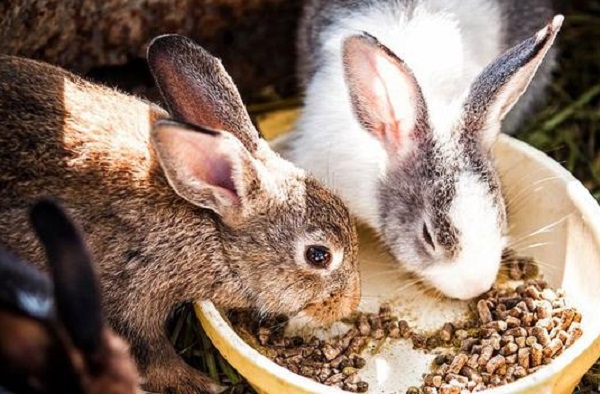 Aliments pour lapins contenant de la farine de luzerne