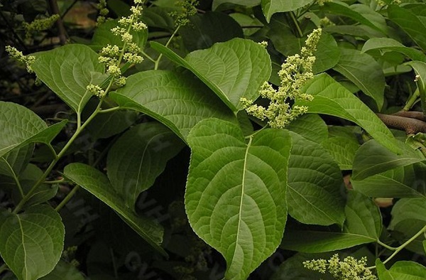 Fabricant de Celangulin