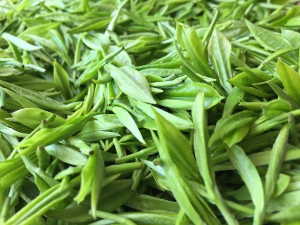 thé vert