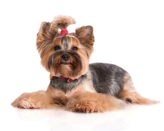 chien
