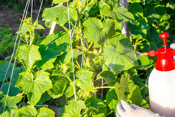 Pyréthrines ou huile de neem : quelle est la meilleure solution naturelle pour lutter contre les nuisibles ?