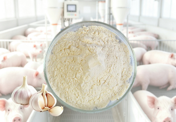 Face à la transition de l'élevage mondial vers une production sans antibiotiques, les fabricants d'aliments pour animaux, les distributeurs et les marques de distributeur recherchent des additifs alimentaires naturels aux performances fiables. Parmi ces ingrédients, la poudre d'allicine connaît une croissance fulgurante grâce à ses propriétés antimicrobiennes, antioxydantes et bénéfiques pour la santé intestinale. Chez Green Agri , nous collaborons avec des fabricants d'aliments pour animaux du monde entier en leur fournissant des additifs alimentaires en poudre d'allicine de haute qualité, vendus en gros, avec une qualité constante, une teneur en principe actif stable et une capacité de production évolutive. Que vous souhaitiez élargir votre gamme de produits ou améliorer la formulation de vos aliments pour animaux, il est essentiel de comprendre le marché et les spécificités techniques de l'allicine. Découvrons ensemble pourquoi cet ingrédient naturel révolutionne la nutrition animale et comment vous pouvez en tirer profit. Pourquoi la poudre d'allicine devient-elle un ingrédient incontournable de l'alimentation animale ? L'allicine est un composé organosulfuré actif extrait de l'ail. Incorporée à l'alimentation animale, elle agit comme un agent antibactérien à large spectre. Elle élimine efficacement les pathogènes intestinaux nocifs tels que Escherichia coli et Salmonella sans perturber la flore intestinale bénéfique. De plus, son arôme riche et caractéristique constitue un attractif naturel, améliorant significativement l'appétence des aliments et stimulant la consommation volontaire chez les jeunes animaux ou les animaux stressés. Aujourd'hui, les fabricants d'aliments pour animaux utilisent couramment la poudre d'allicine dans : Aliments pour volailles Aliments pour porcs nutrition des ruminants Aliments pour l'aquaculture Compléments alimentaires pour animaux de compagnie Comparée aux stimulateurs de croissance traditionnels, l'allicine offre une solution plus durable, en phase avec l'évolution des réglementations et les attentes des consommateurs. De ce fait, la poudre d'allicine en vrac pour l'alimentation animale est devenue un ingrédient de plus en plus important pour les marques d'aliments pour animaux du monde entier. La demande croissante du marché pour l'allicine : une opportunité pour les distributeurs Le marché mondial des stimulateurs de croissance naturels connaît une croissance sans précédent. Sous l'impulsion d'une attention accrue des consommateurs à la qualité de la viande, les entreprises agroalimentaires recherchent activement des additifs végétaux durables. Cette évolution représente une opportunité très lucrative pour les distributeurs agricoles. L'ajout d'extrait d'ail en gros, très demandé, à votre gamme de produits peut vous permettre de tirer parti de ce marché en pleine expansion. En proposant des ingrédients botaniques pour l'alimentation animale , scientifiquement prouvés , les distributeurs peuvent fidéliser leur clientèle et conquérir des parts de marché dans le secteur florissant de l'agriculture verte.