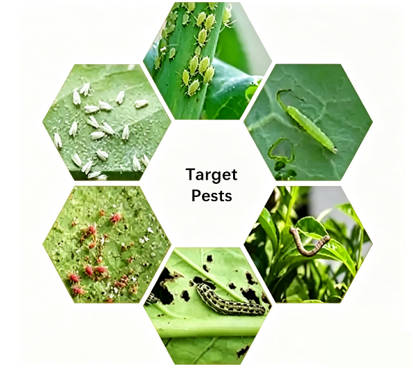 Extrait de Celastrus Angulatus : un ingrédient pour pesticides biologiques