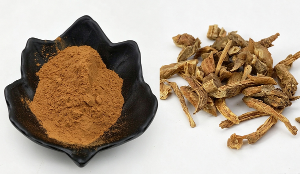 Fournisseur d'extrait de Stemona japonica